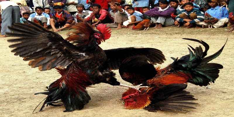 Trực tiếp đá gà Peru tại trường chọi kê phát sóng tại nhà cái Bet88
